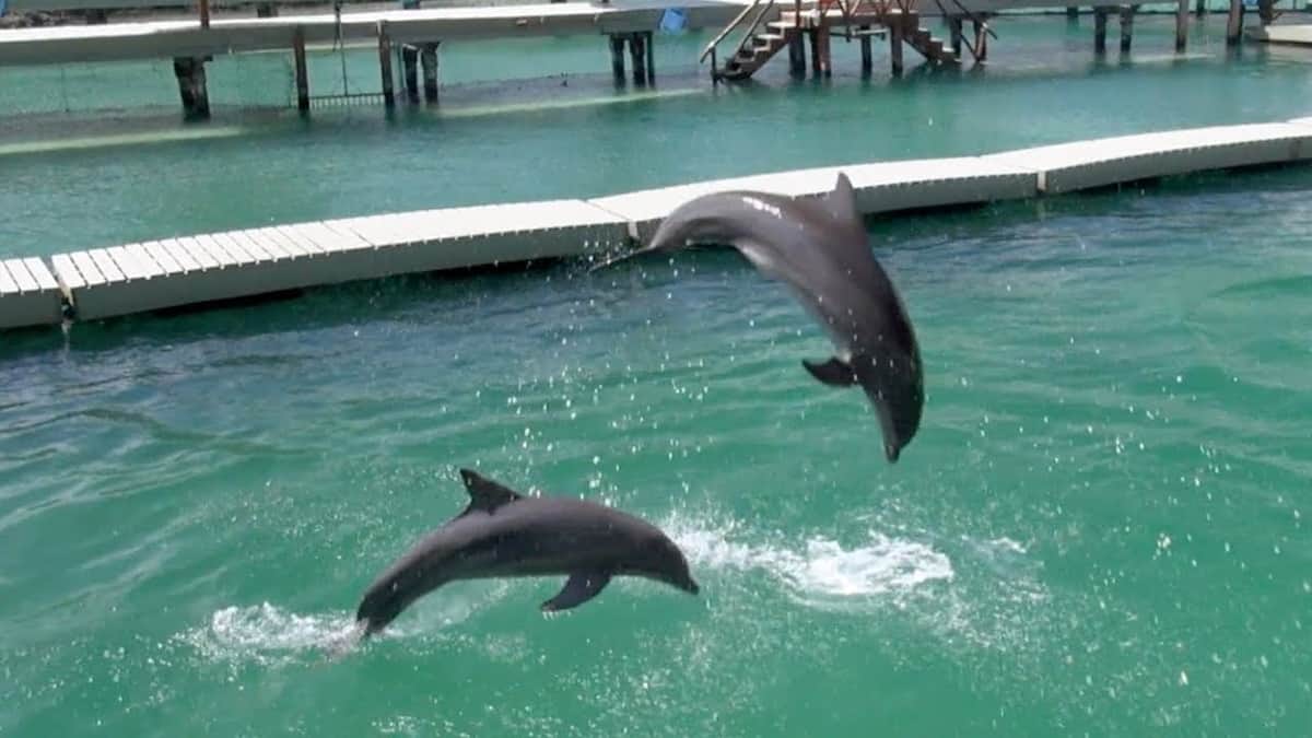 Delphinus precisa sobre condición de sus delfines en Xcaret por video de influencer