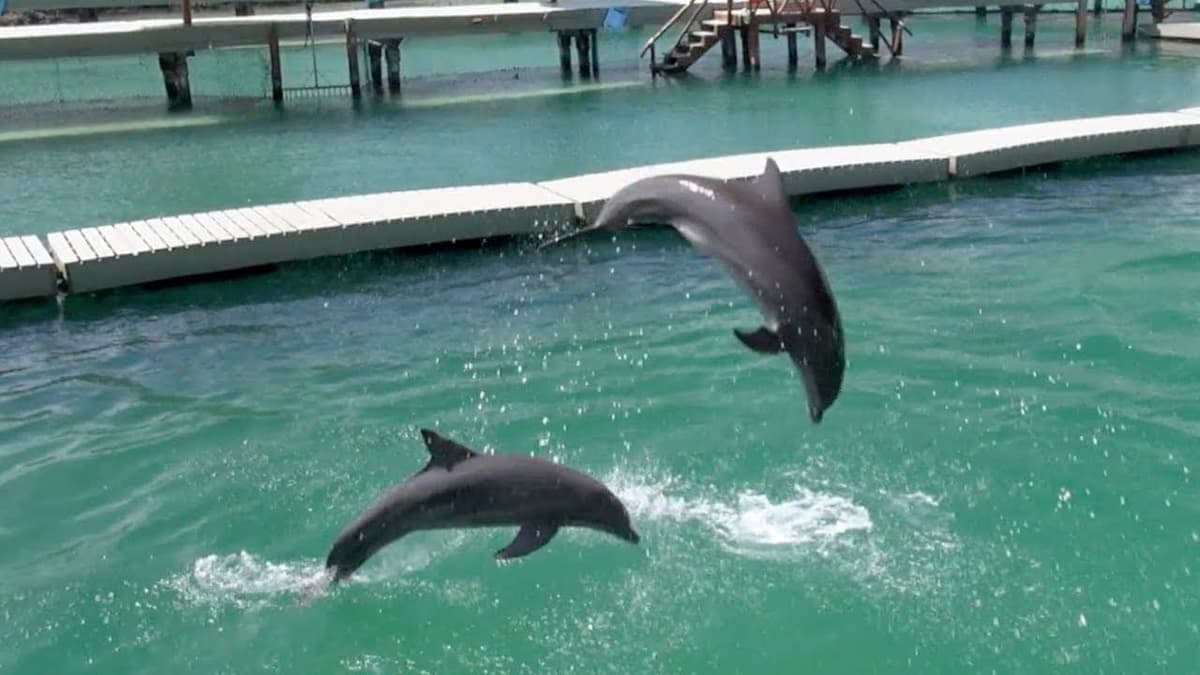 Delphinus precisa sobre condición de sus delfines en Xcaret por video de influencer