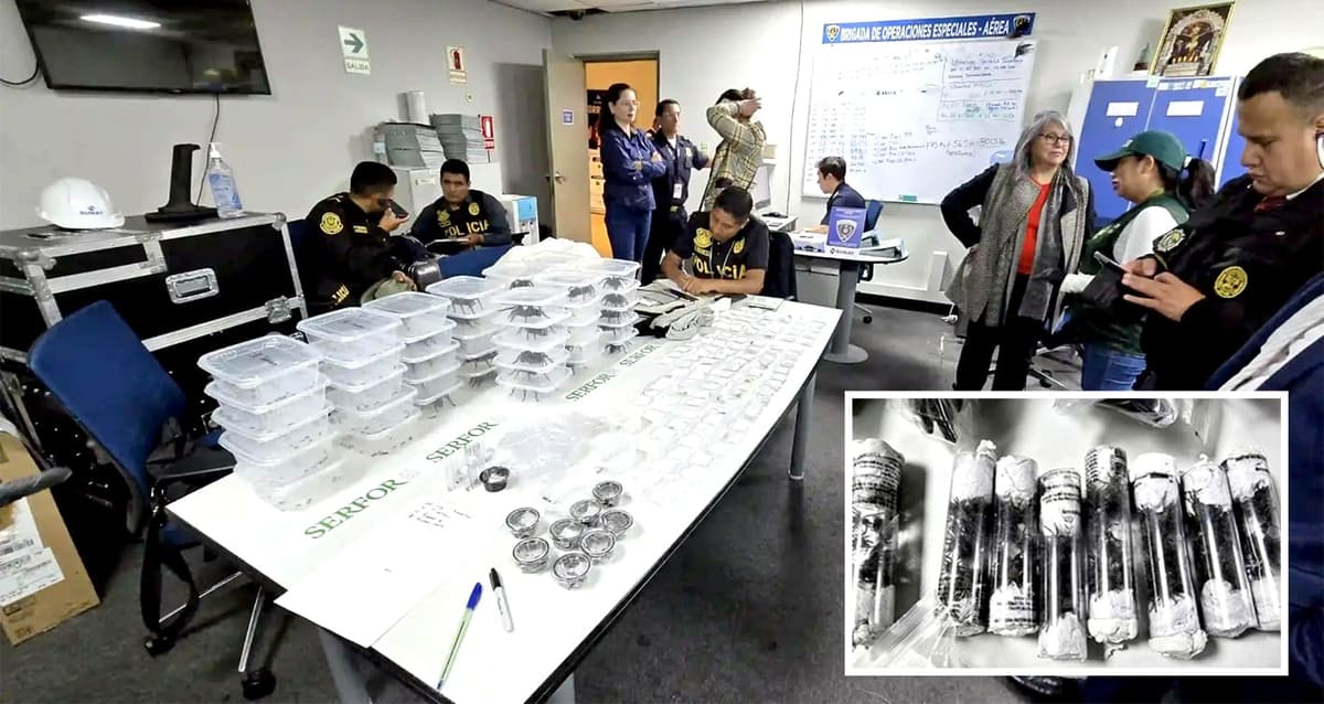 Video: Atrapan a hombre con 320 tarántulas ocultas en su cuerpo en un aeropuerto de Perú