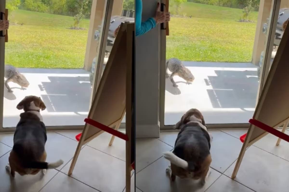 VIDEO: Perro espanta a caimán que apareció en una casa en Florida