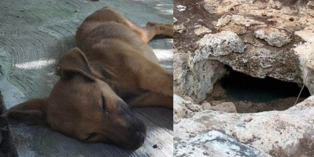Salvan a un perro que cayó en un cenote en Cancún