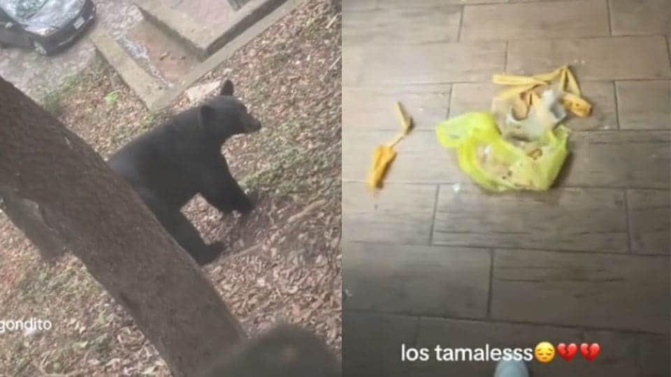 Video: Oso se mete a cabaña y se come almuerzo de un grupo de chicas en Nuevo León