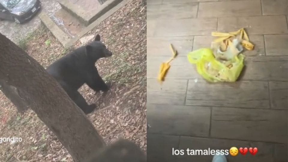 Video: Oso se mete a cabaña y se come almuerzo de un grupo de chicas en Nuevo León