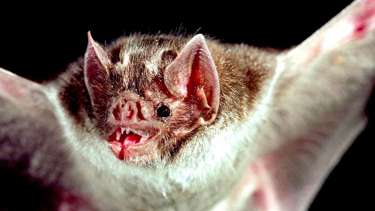 Muere hombre por rabia tras mordedura de murciélago en Oaxaca