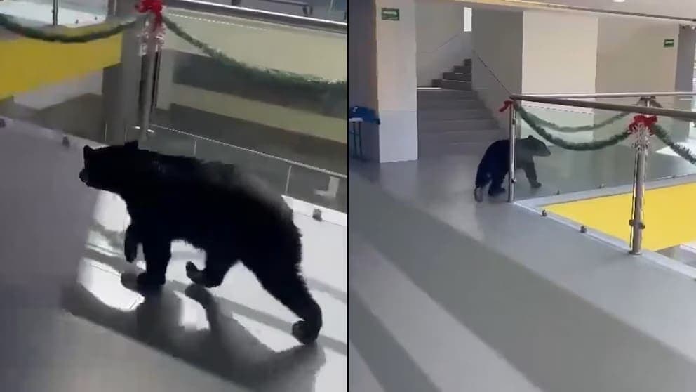 Video: Captan a oso paseando por los pasillos de colegio en Monterrey, Nuevo León