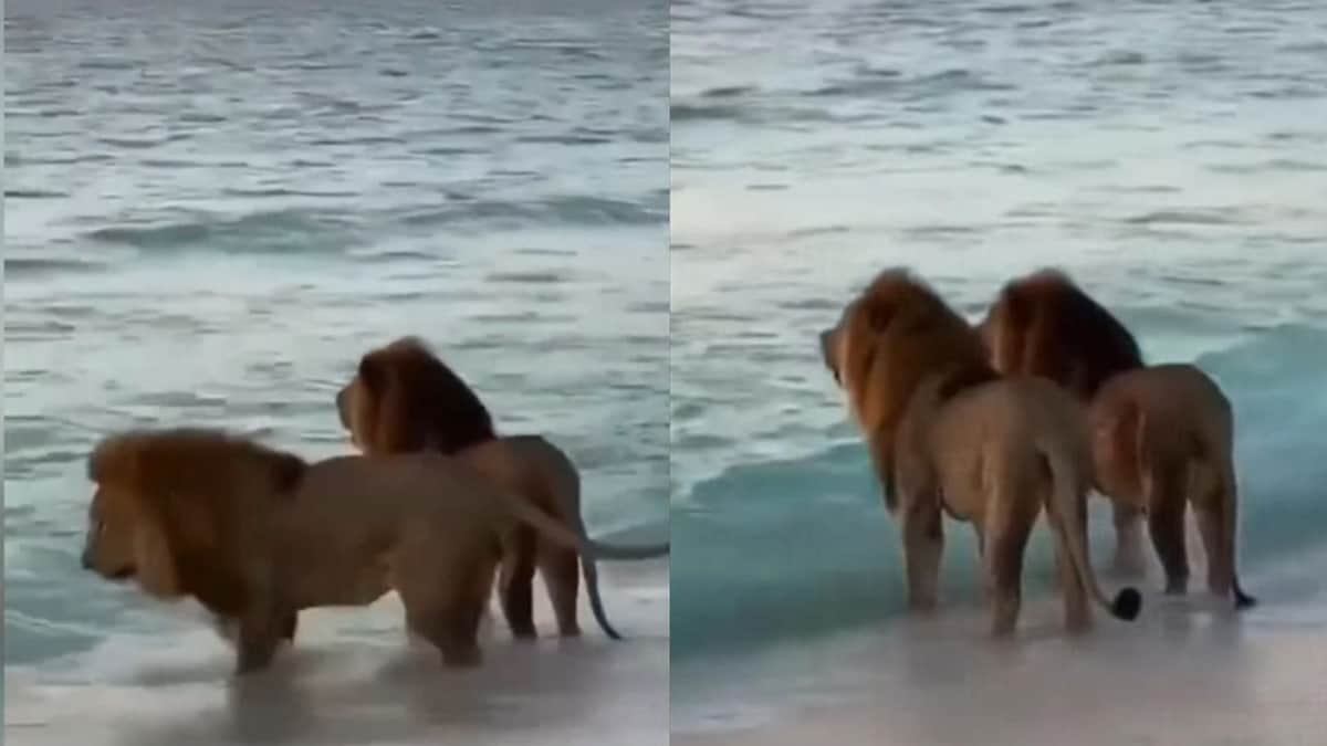 ¡De película! Dos leones son captados en video contemplando el mar