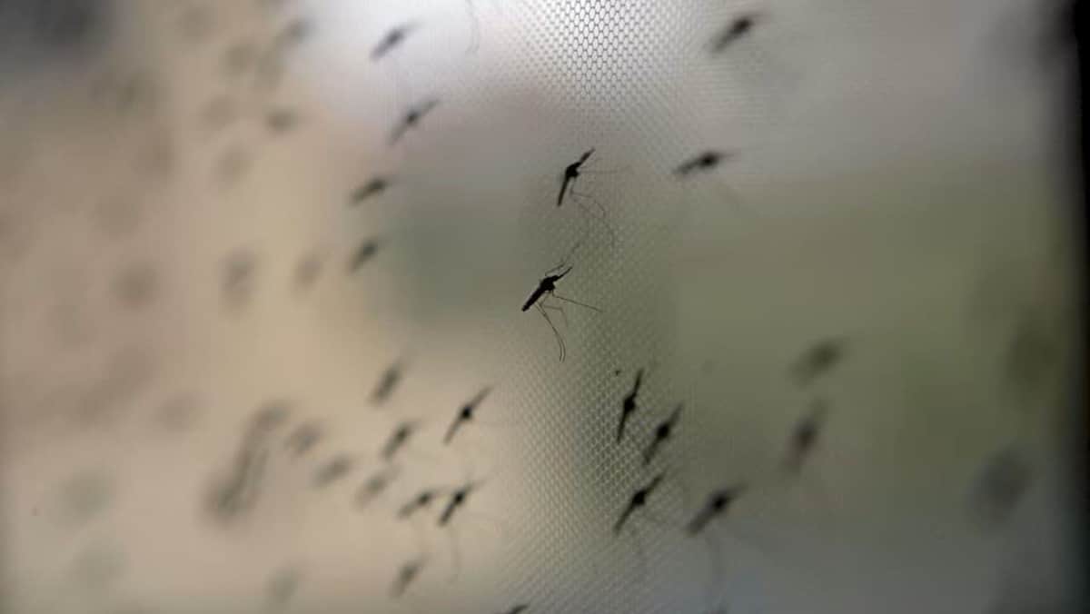 Aleja a los mosquitos con estos sencillos consejos respaldados por la ciencia