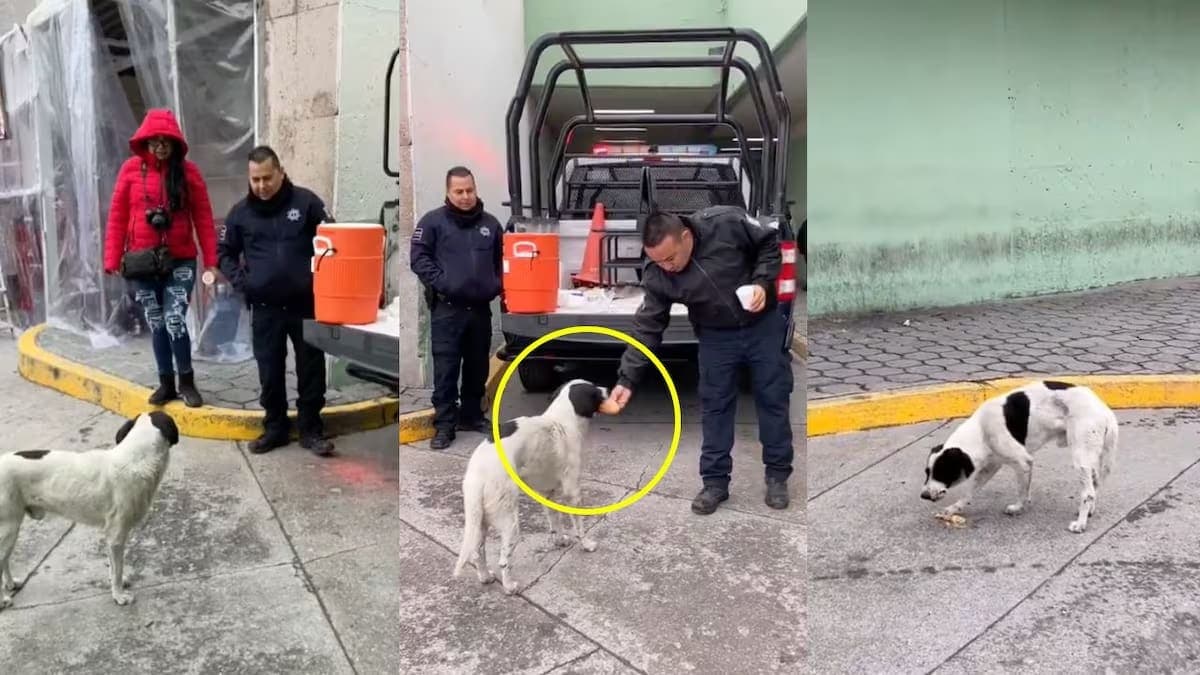 VIDEO: Policías comparten pan con perrito callejero y se hacen virales