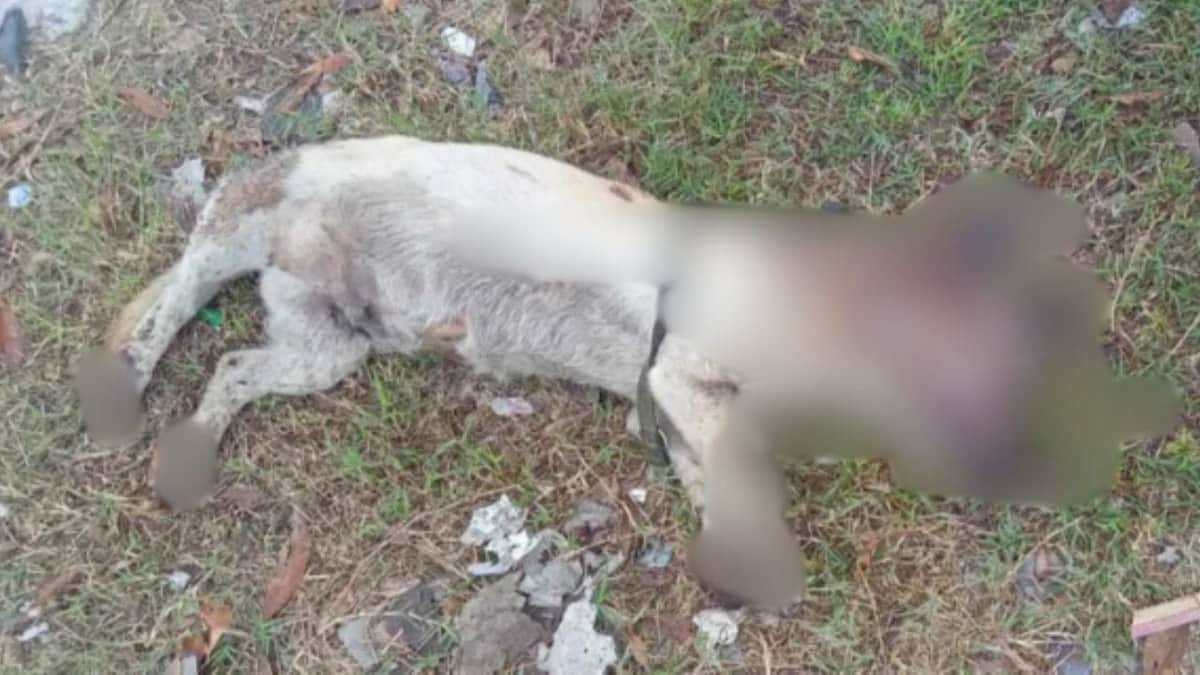 Taquero es acusado de crueldad animal tras lanzar aceite hirviendo a un perro en Apodaca