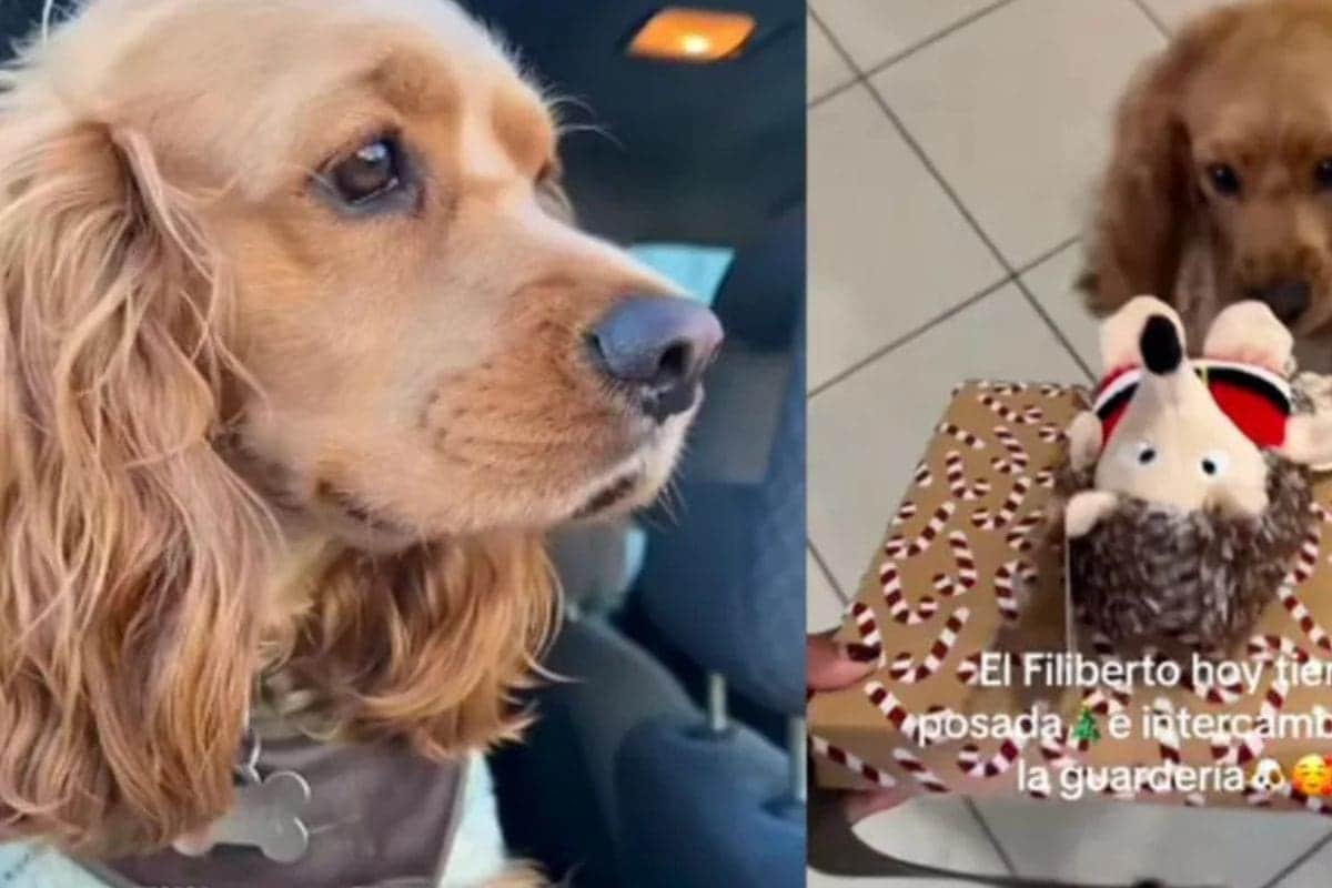VIDEO: Perrito se hace viral al celebrar posada e intercambio de juguetes en su guardería