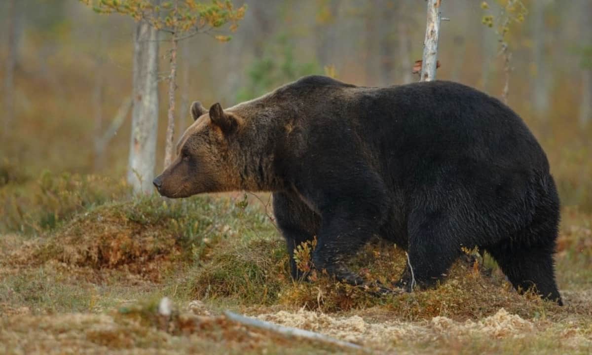 Hombre sale a cazar en Estados Unidos y muere aplastado por un oso de 200 kilos