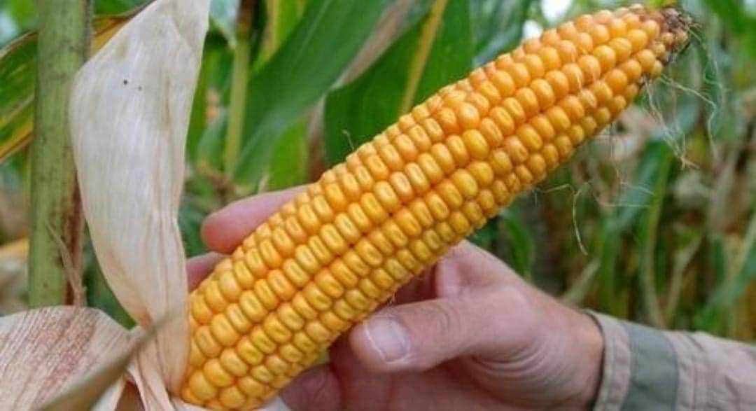 Informa Claudia Sheinbaum que su gobierno prohibirá la siembra del maíz transgénico en México