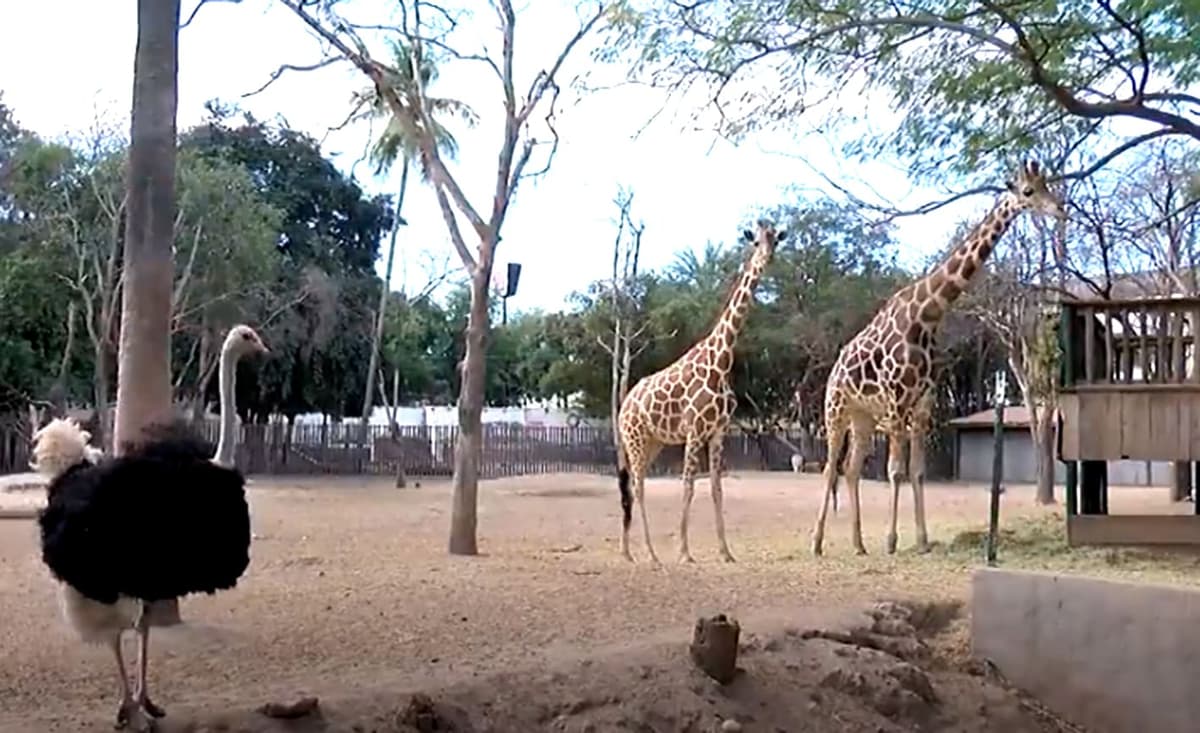 ¡Insólito! Se pierde una jirafa del zoológico de Culiacán, Sinaloa