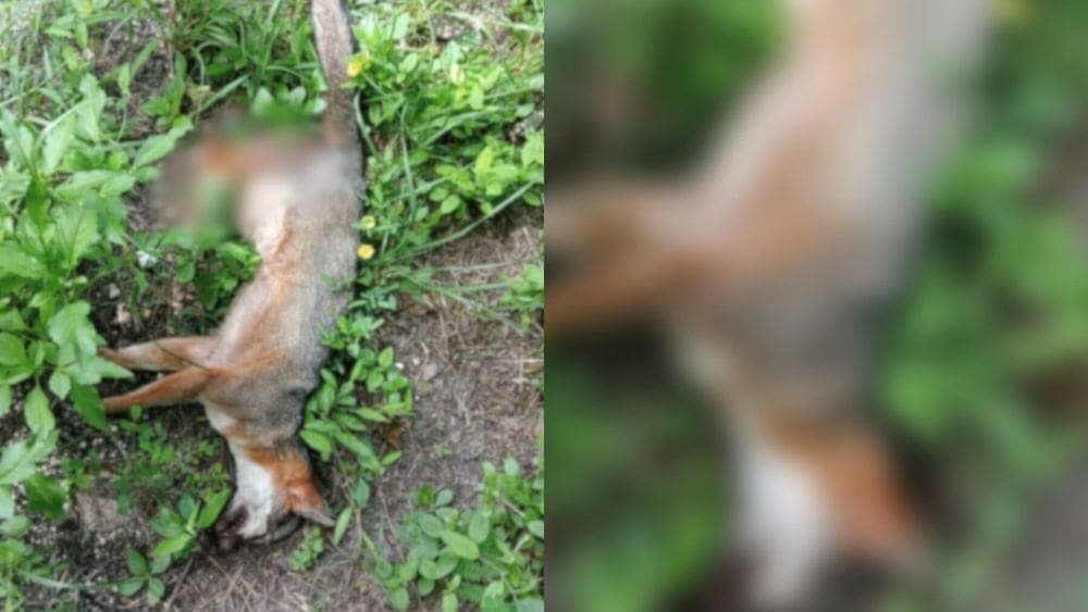 Reportan el primer atropellamiento de fauna silvestre en 2025 en Playa del Carmen