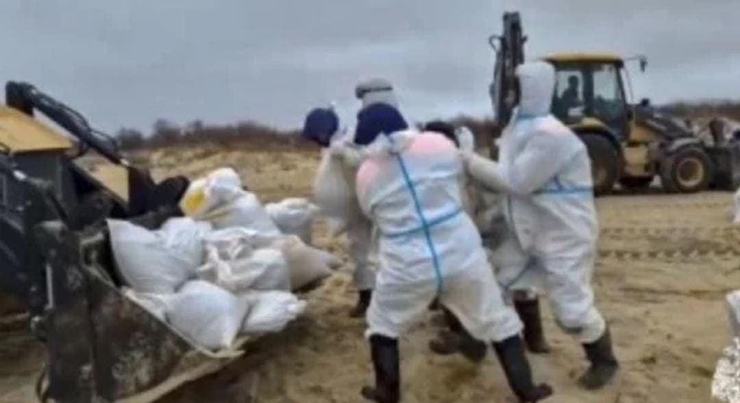 Murieron más de 30 delfines por un derrame de petróleo en Rusia