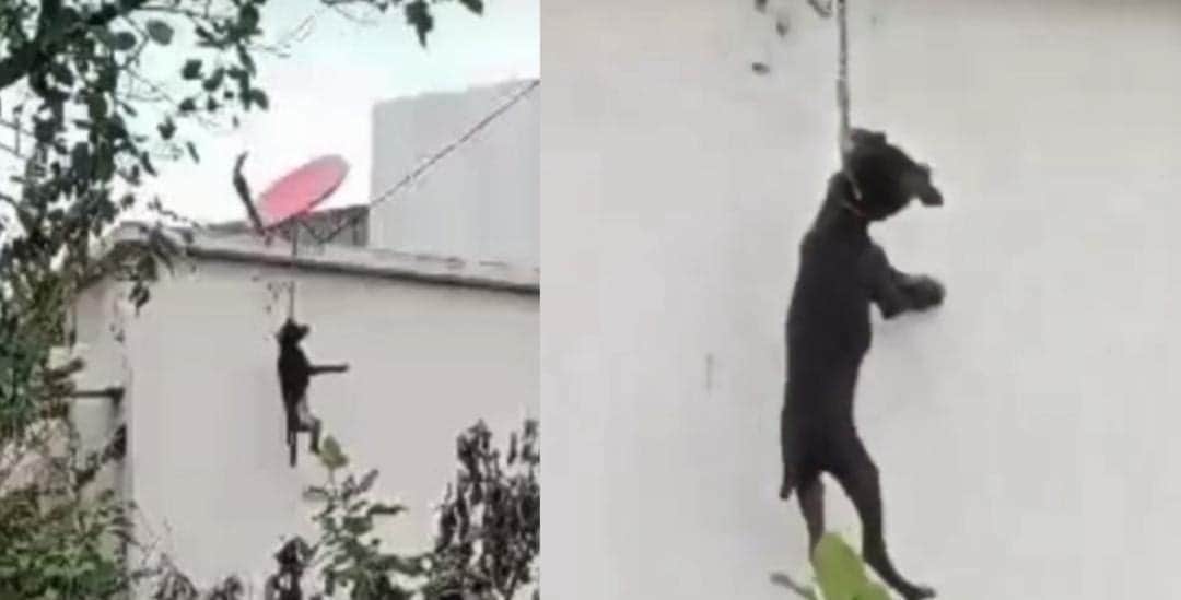 Maltrato animal en Cancún; muere perrito ahorcado en la 259, fue amarrado en una azotea