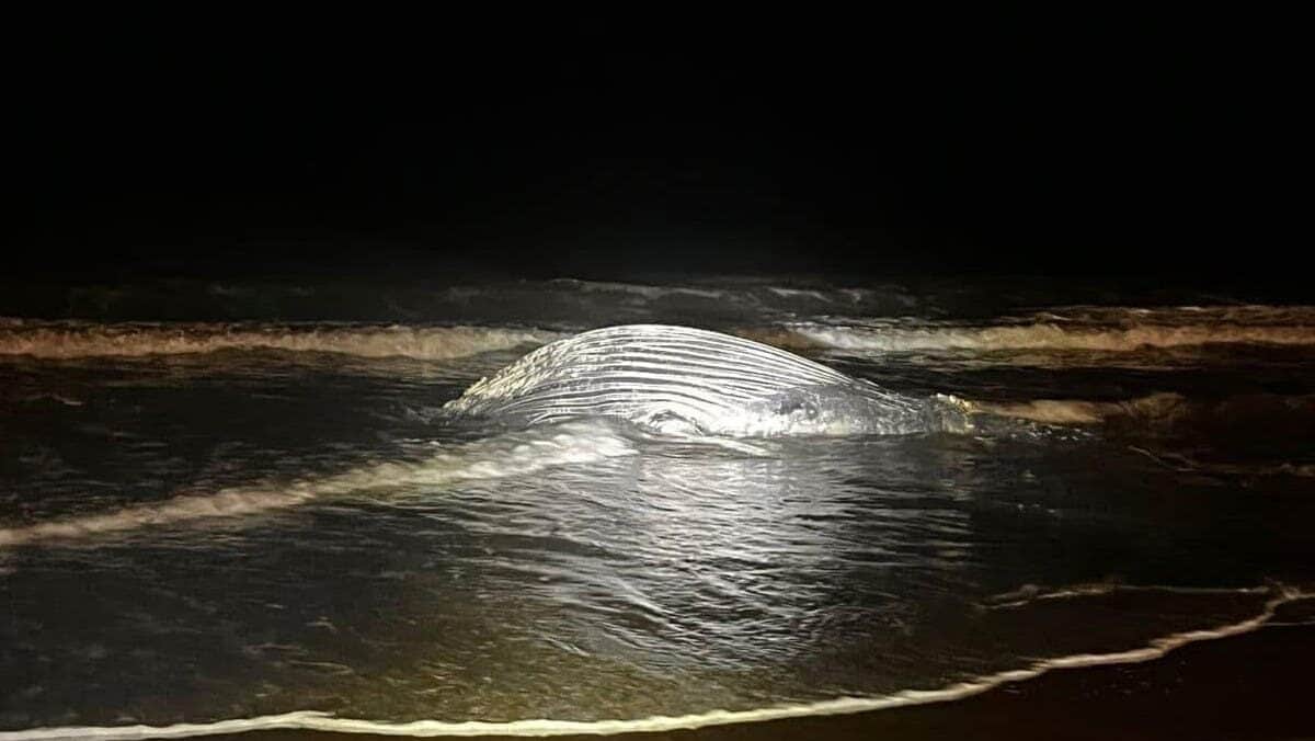 Video: Muere ballena jorobada de nueve metros atrapada en una red de pesca en playa de Mazatlán