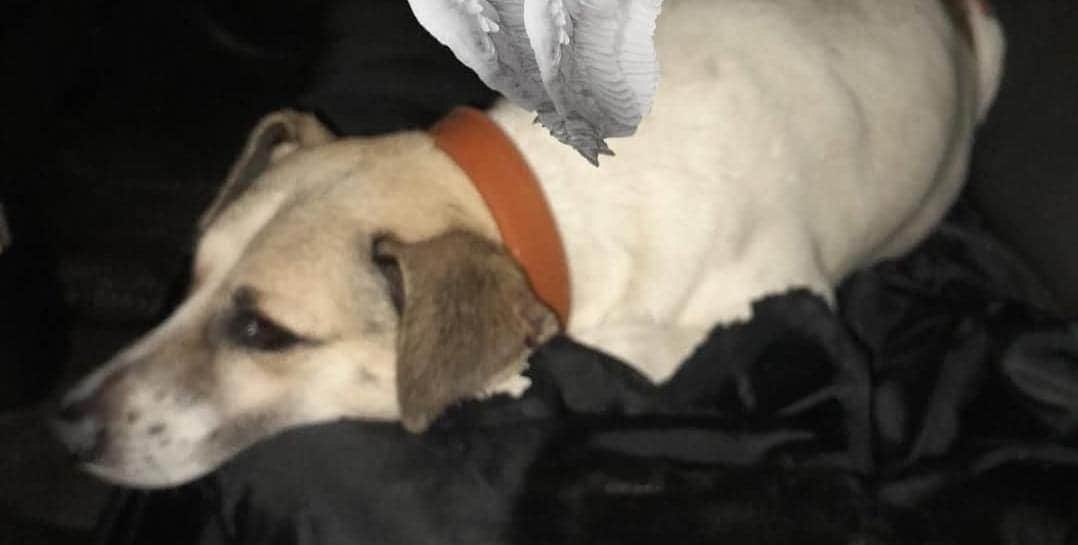 Denuncian que una perra y su recién nacido murieron en Cancún tras ser abandonados