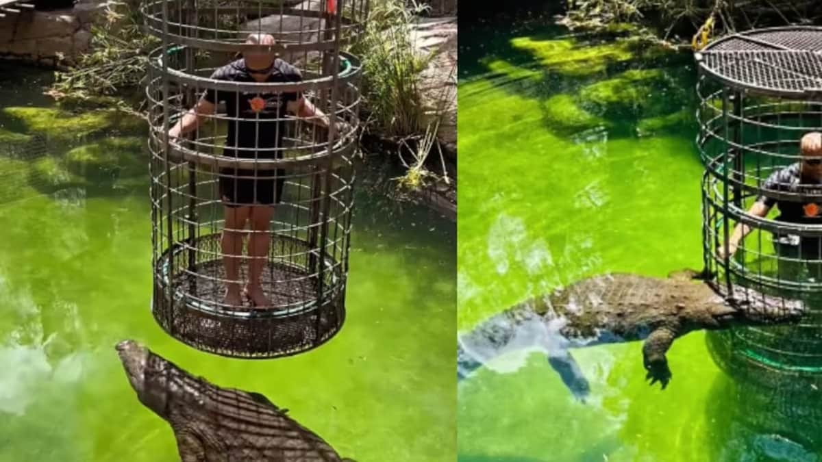 VIDEO: Hombre se vuelve viral al probar una atracción extrema con cocodrilos en un zoológico