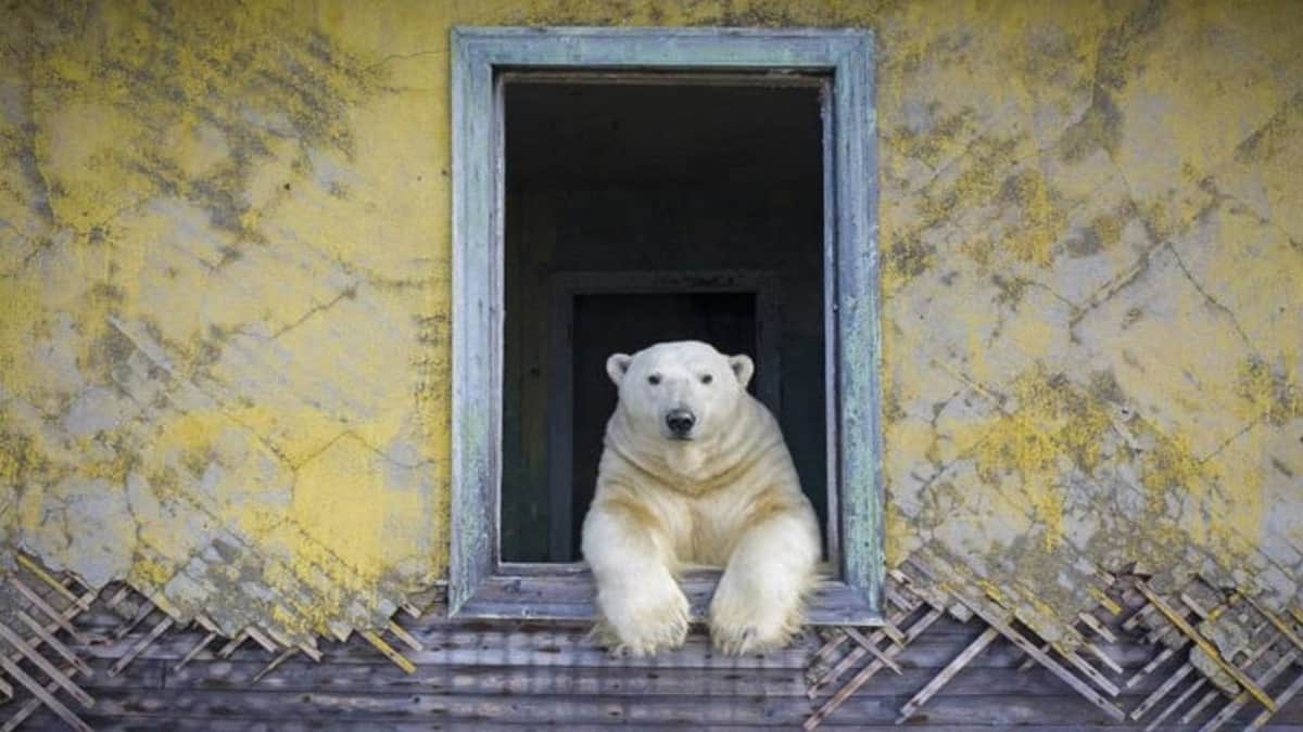 Osos polares son captados habitando casas abandonadas en el Ártico ruso