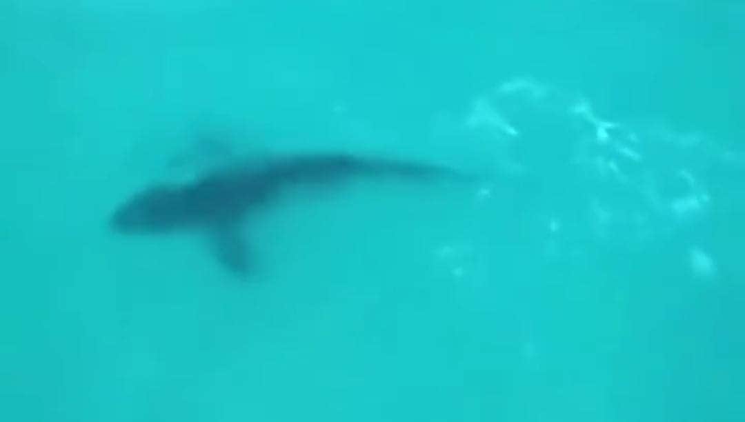 Video: Captaron a un tiburón toro cerca de las playas de Cancún