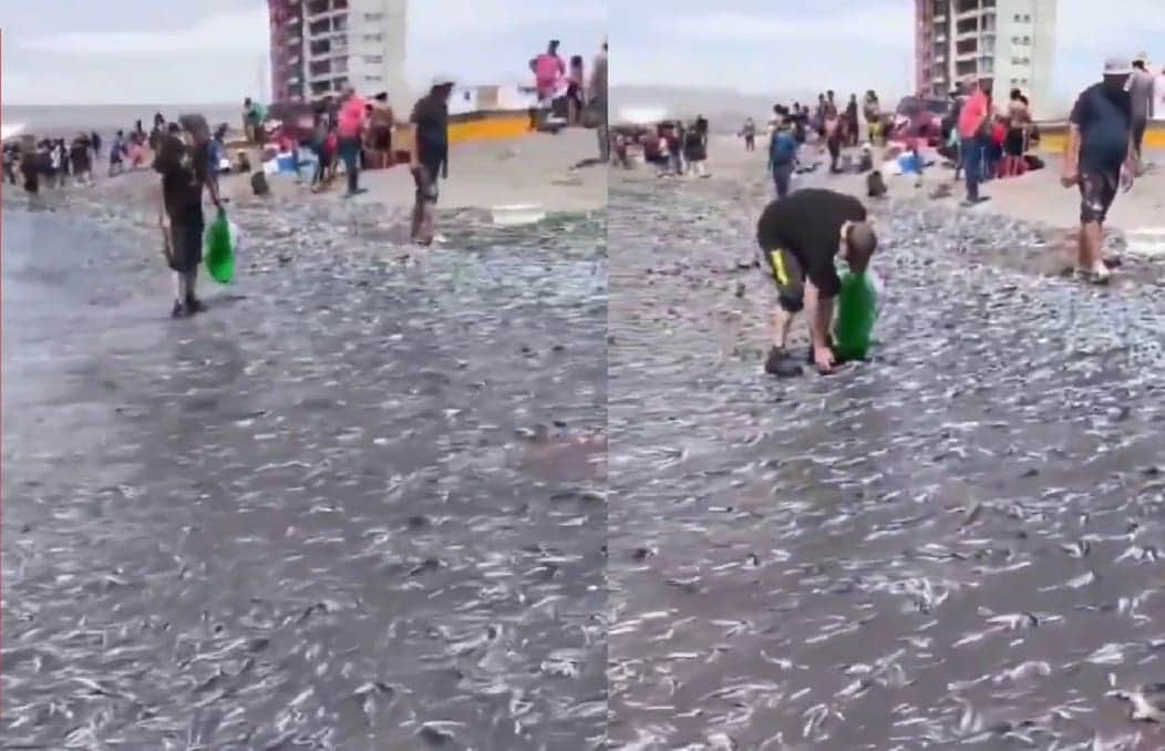 VIDEO: Miles de peces muertos inundan playa en Chile