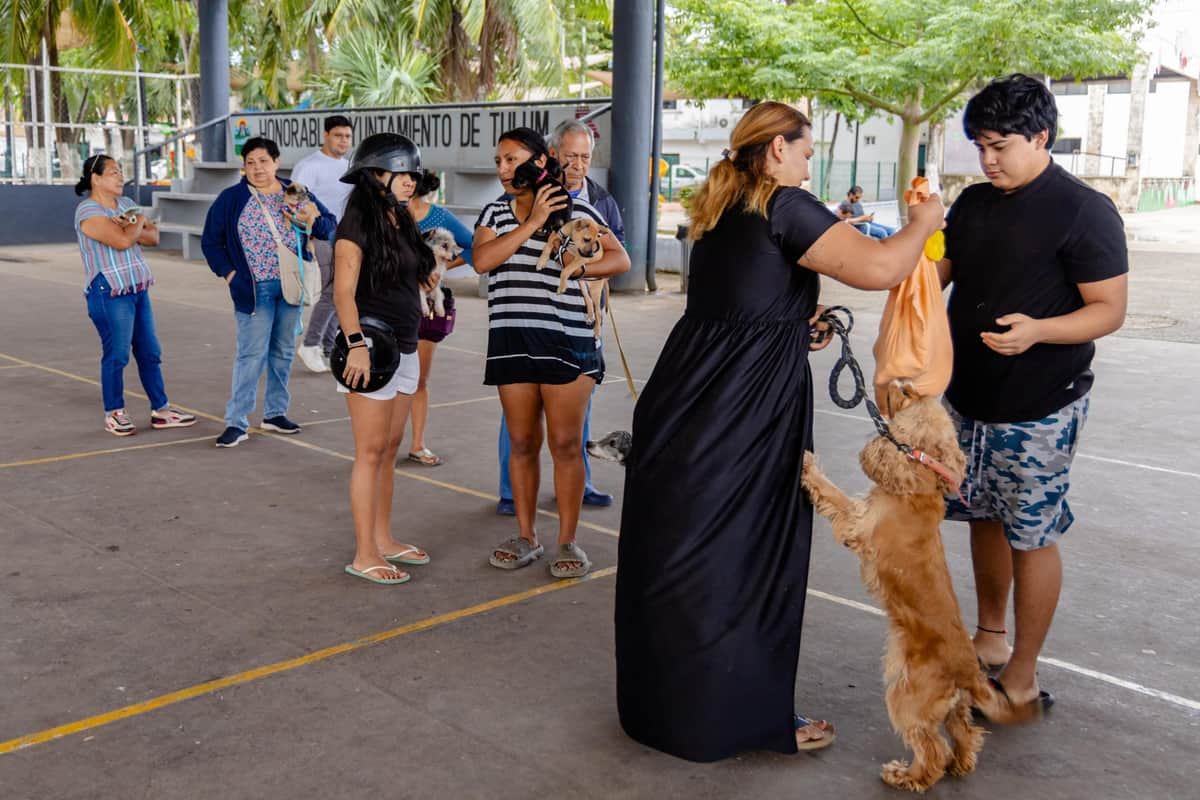 Salud de Tulum desarrolla exitosa campaña de desparasitación canina y felina