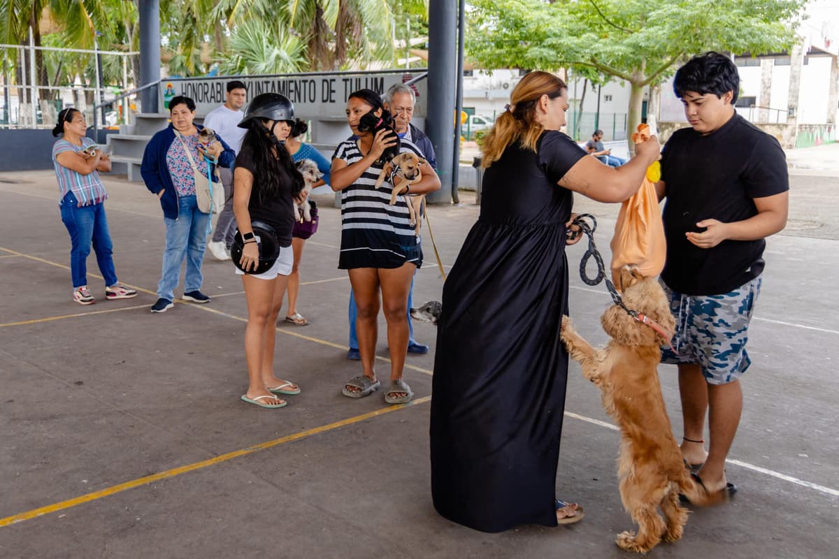 Salud de Tulum desarrolla exitosa campaña de desparasitación canina y felina