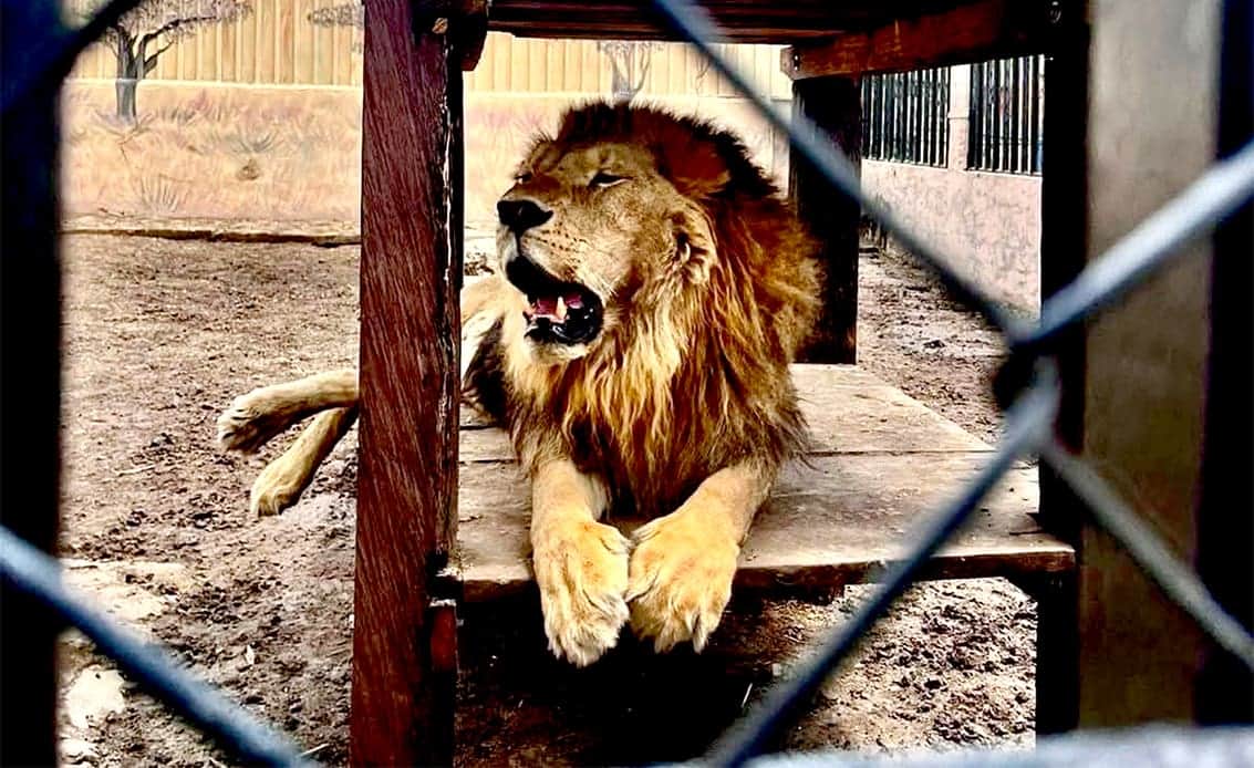 León ataca y mata a su cuidador en un zoológico de Tamaulipas
