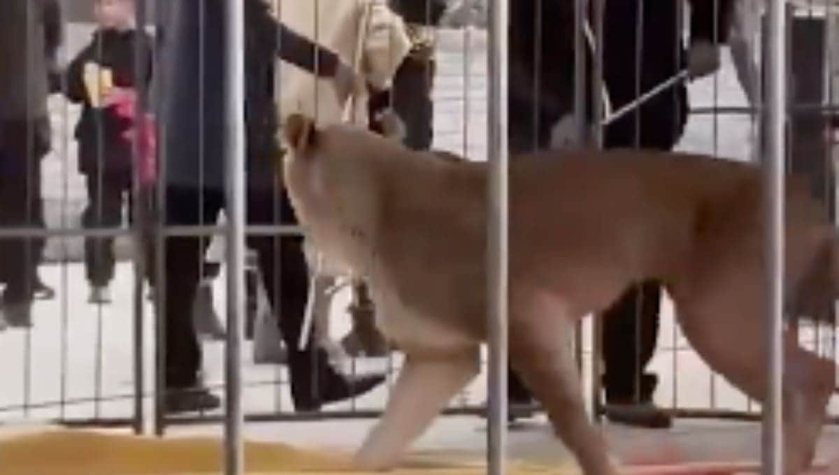 VIDEO: León ataca a su entrenador durante un espectáculo de circo en China con decenas de asistentes