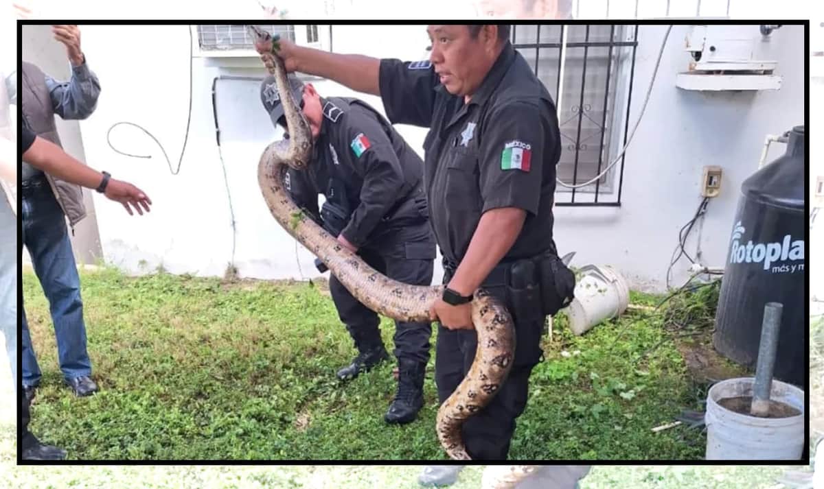 Hallan una boa de dos metros en el centro de Playa del Carmen