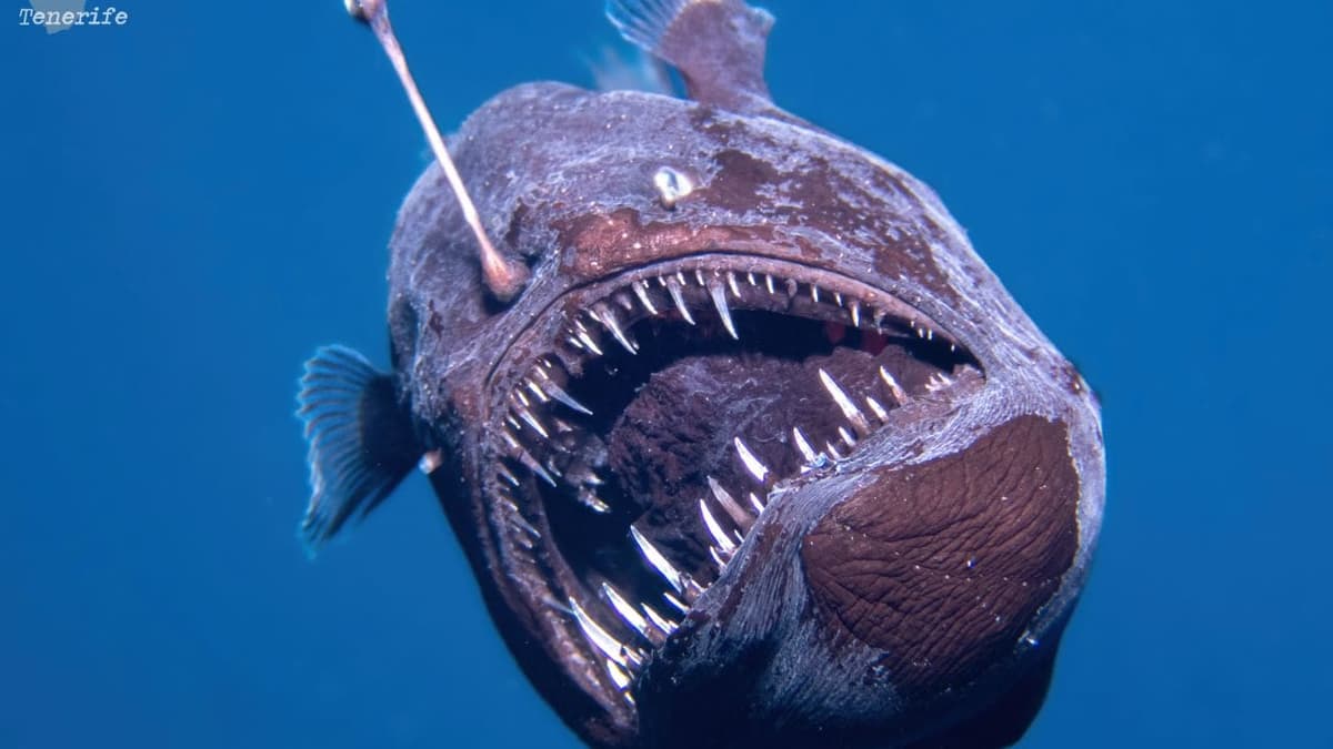 Video: Captan por primera vez en la historia un pez diablo negro vivo en Tenerife, España