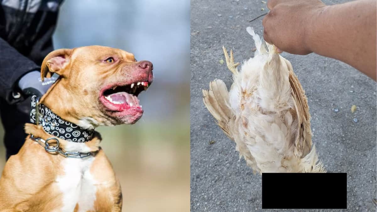 Dos pitbulls atacan a una niña, a mujer, a unos perros y matan una gallina en Villas del Sol, Playa del Carmen