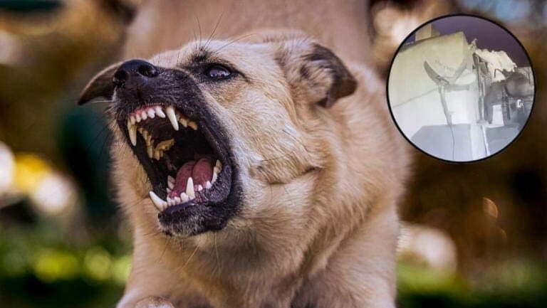 Video: Lomito salva su casa de un robo tras espantar al ladrón a mordidas en Puebla