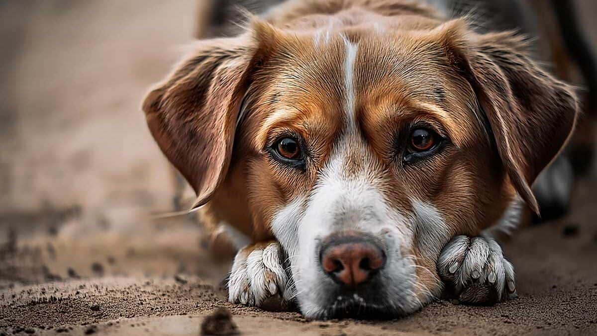 Asesinan a tres perritos a machetazos en Torreón, Coahuila