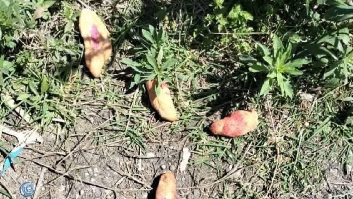 Mueren tres niños por comer pan envenenado en Chiapas