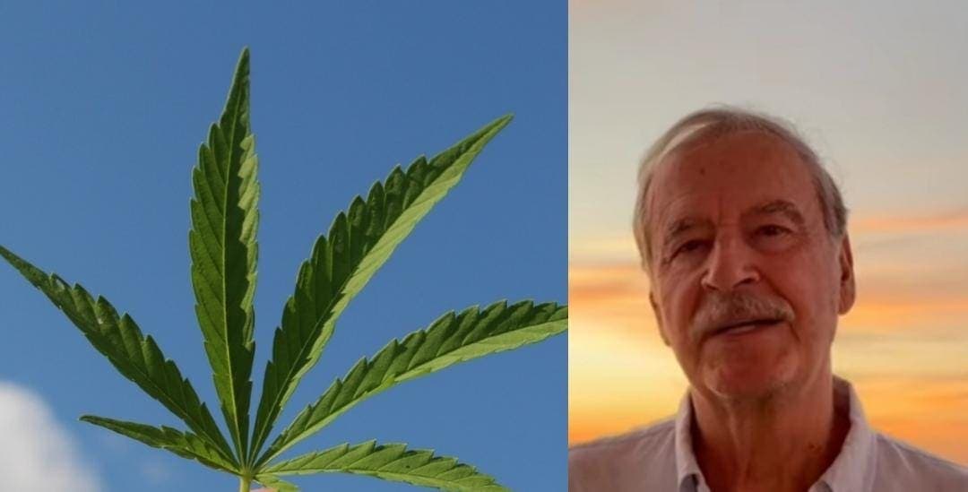 Alerta Cofepris por productos con cannabis, incluidos los de Vicente Fox
