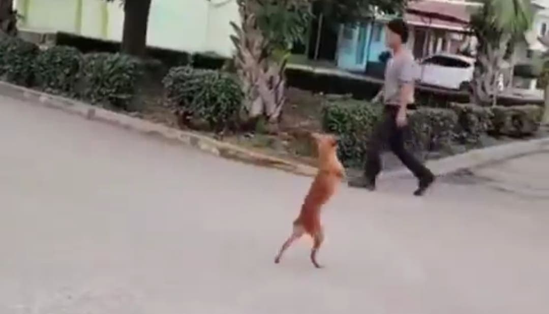 VIDEO: Perrito en Tabasco se hace viral por su capacidad de adaptación tras perder sus patas delanteras
