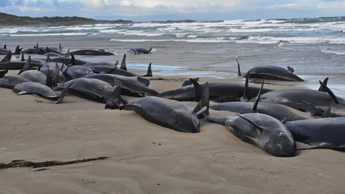 Falsas orcas quedan varadas en una playa aislada de Tasmania sin poder ser rescatadas