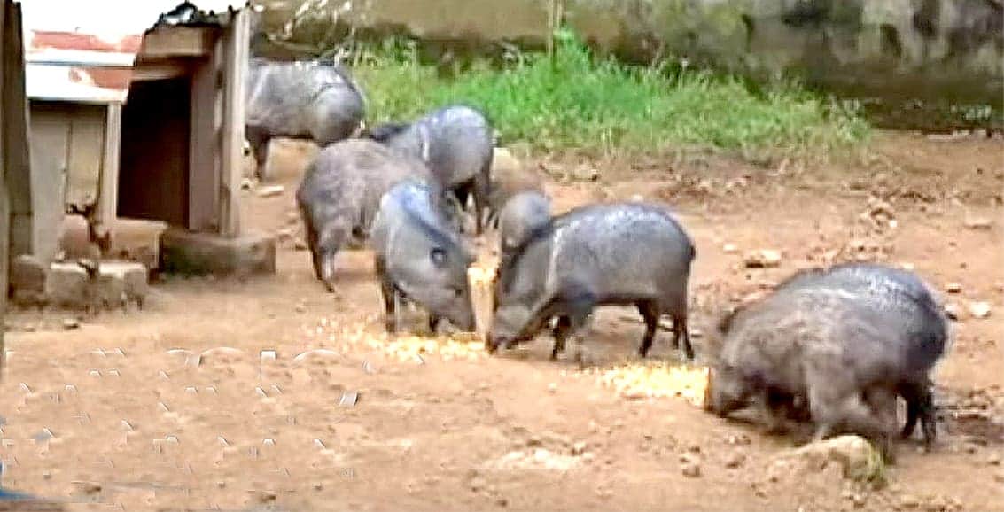 Video: Manada de pecaríes cruza avenida en García, Nuevo León