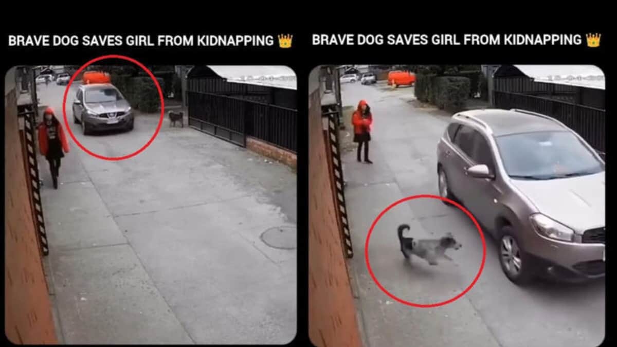 Video: Perrito salva a una joven de ser secuestrada en Estados Unidos