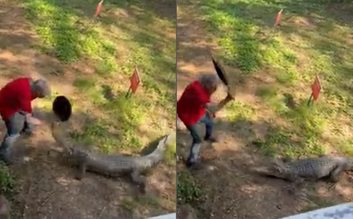 VIDEO: Captan a hombre defendiéndose de un cocodrilo tras golpearlo con un sartén