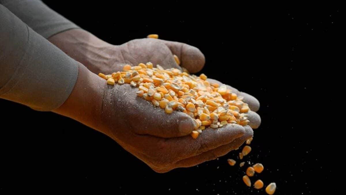 Aprueban diputados reforma en lo general para prohibir siembra de maíz transgénico en México