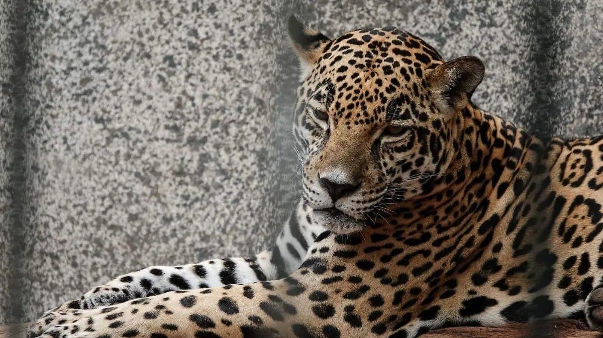 Habitantes de San Carlos, Tamaulipas matan a jaguar por temor a ataque