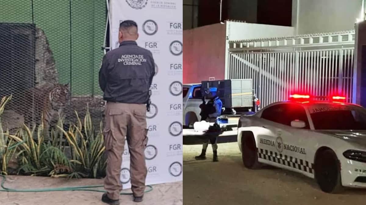 Narcotraficantes fueron detenidos en Cancún en posesión de un tigre, vehículos y drogas