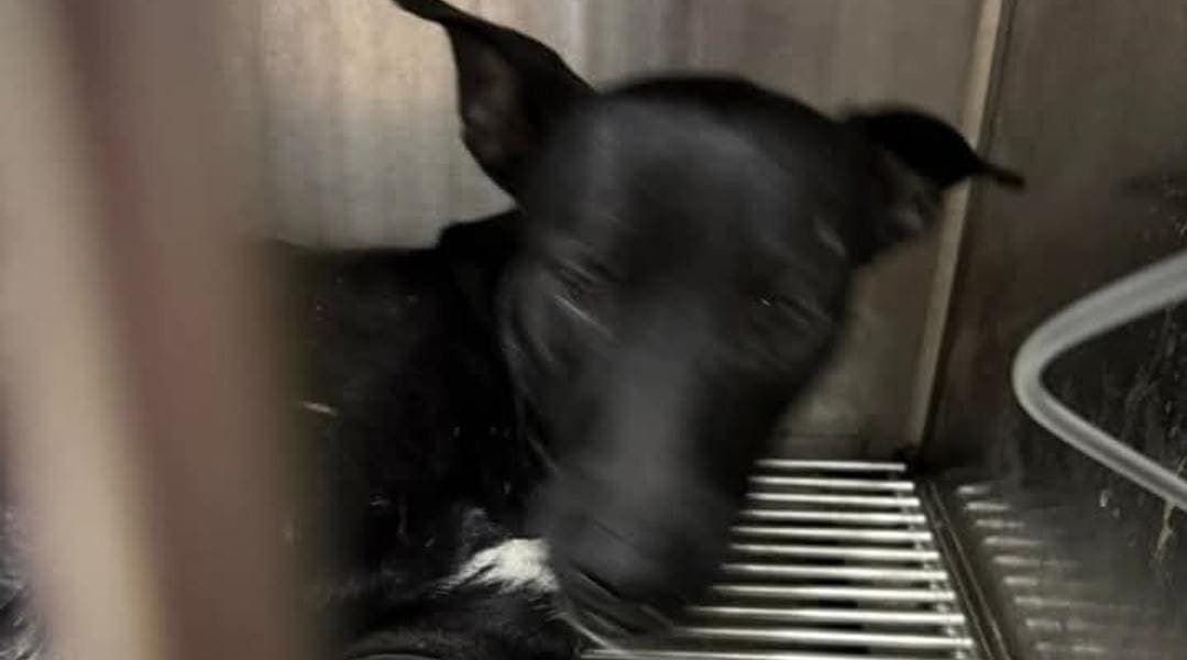 Ciudadanos de Cancún rescatan a perrito arrojado de un tercer piso; lo atiende un veterinario