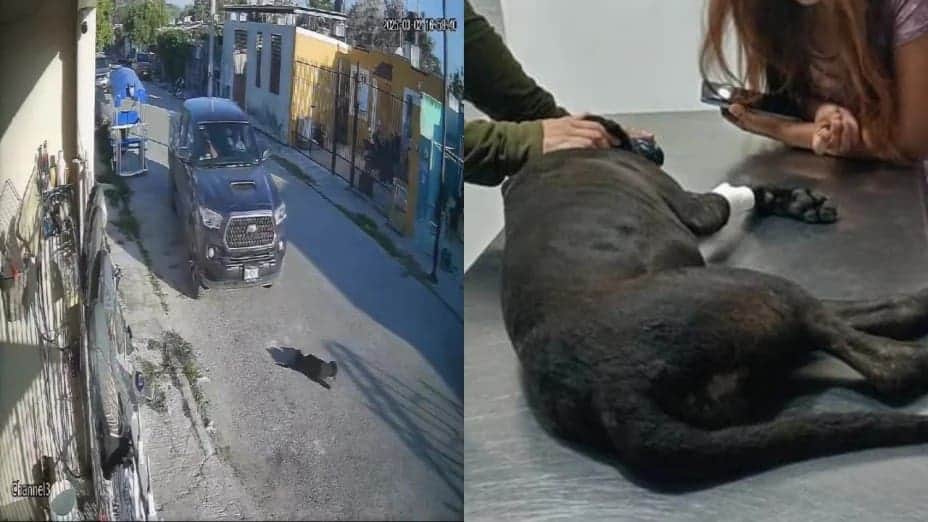 Video: Conductor atropella a perrita en repetidas ocasiones en Kanasín, Yucatán