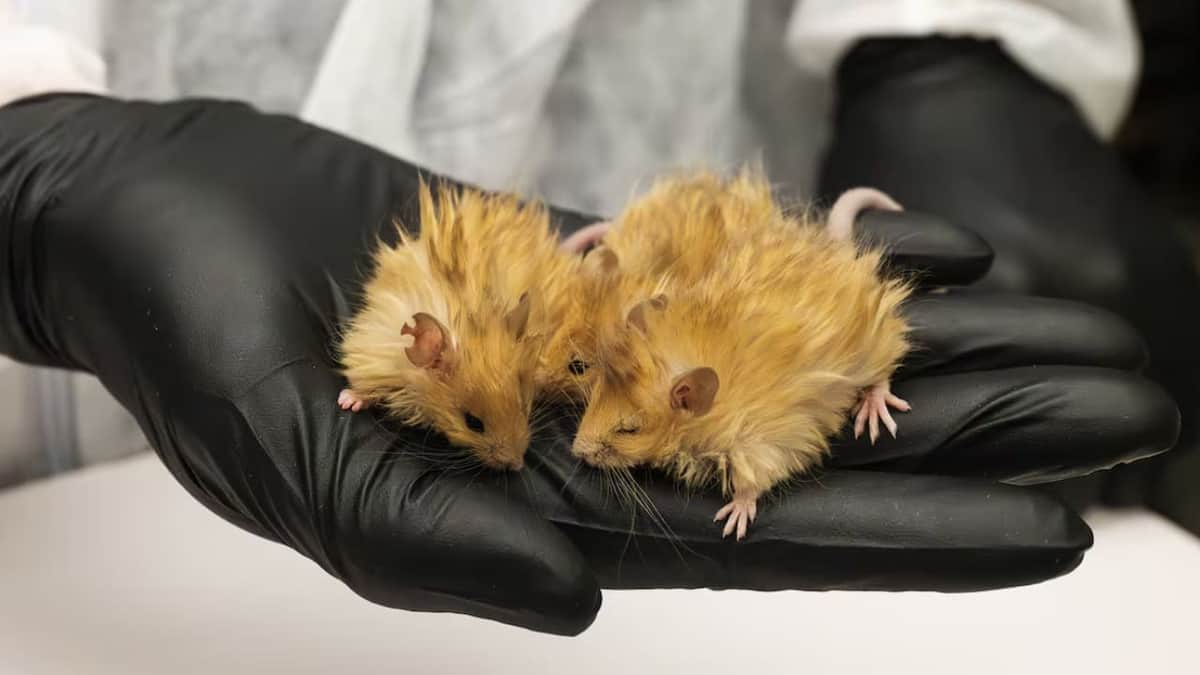Científicos presentan al ratón lanudo, modificado con genes de mamut
