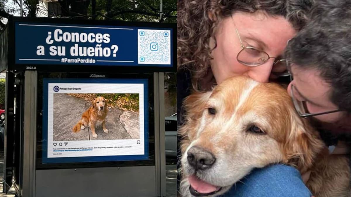 Perrito perdido en Ciudad de México regresa en tiempo récord con su familia gracias a la tecnología