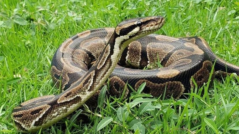 Video: Niños usan una pitón como cuerda para saltar en Australia